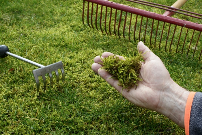 main tenant de la mousse ratissée avec deux râteaux sur de l'herbe