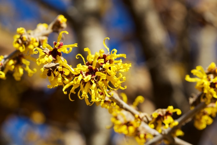 L'hamamélis est une belle fleur qui fleurit dans les montagnes et symbolise le début du printemps.