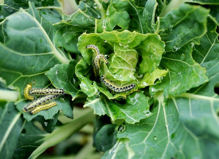 9 signes indiquant que vous avez un problème de nuisibles dans votre jardin