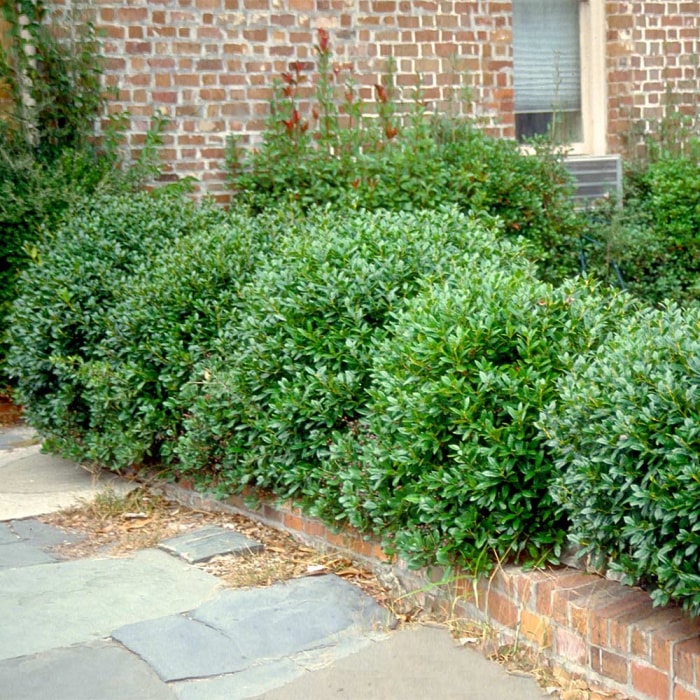 Carissa holly bushes planted along a home walkway to the front entry.