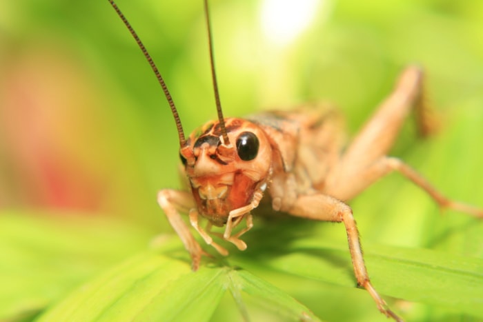 12 façons de prédire le temps en observant la nature dans votre jardin - grillon en gros plan