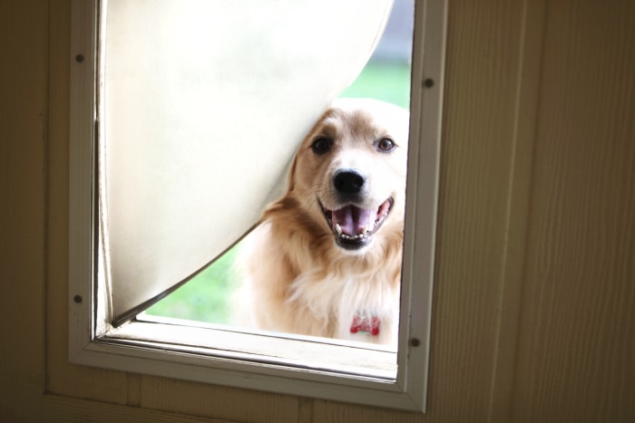 iStock-452115327 Les agents immobiliers ne veulent pas que les chiens regardent à travers la chatière