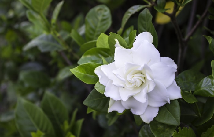 fleur de gardénia blanche avec des feuilles vertes en arrière-plan