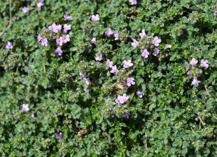 50 plantes qui prospèrent dans n’importe quel jardin