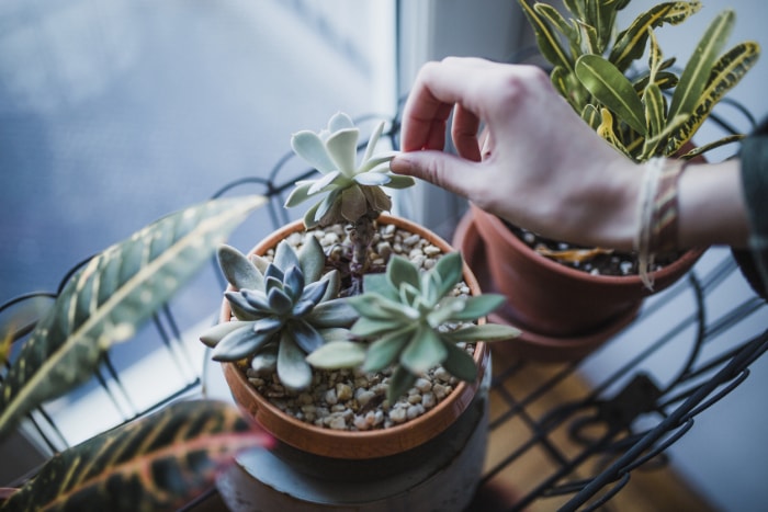 Les plantes succulentes meurent à cause d'une mauvaise exposition à la lumière ? Voici'comment le savoir