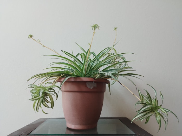 Plantes araignées dans un pot brun à la maison