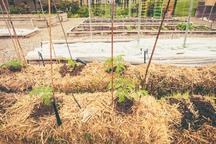 jardinage en bottes de paille