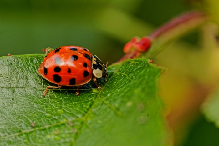 coccinelle rouge et noire en gros plan sur une feuille verte