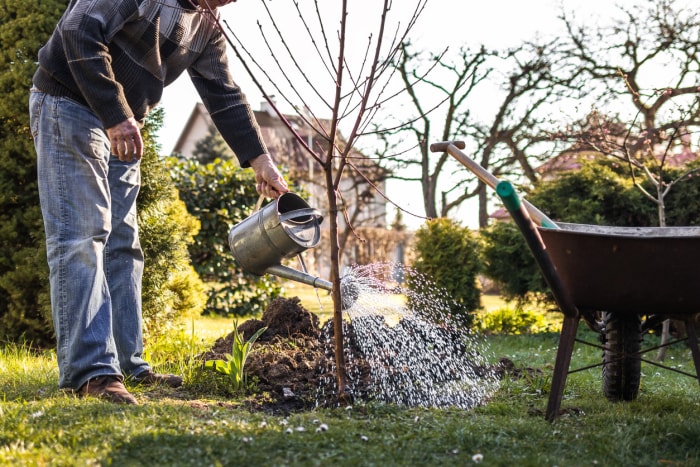 les erreurs d'aménagement paysager qui font que les acheteurs de maison font demi-tour homme plantant et arrosant un petit arbre fruitier