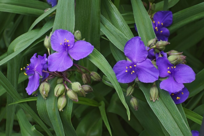 iStock-1298607742 plantes pour paniers suspendus spiderwort