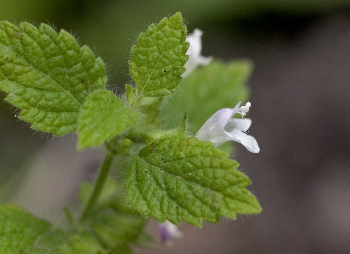 7 plantes d'intérieur aux bienfaits secrets pour la santé