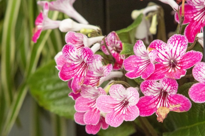 Streptocarpus 'Celebration&#039 ; à Londres, Angleterre