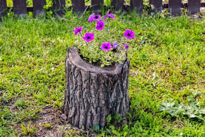 Faire pousser des fleurs violettes dans une souche d'arbre. 