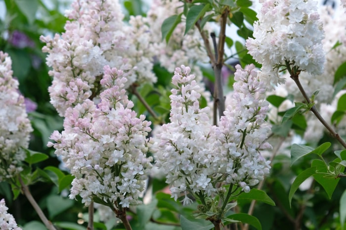 variétés de lilas