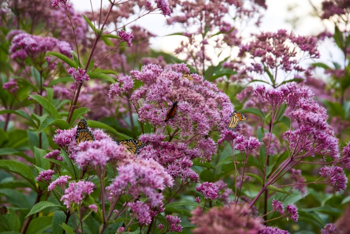 Plusieurs papillons sur des fleurs violettes de Spotted Joe Pye Weed.