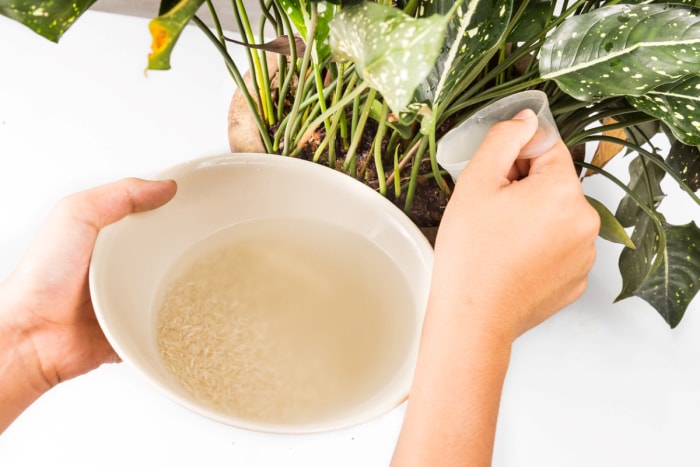 Utiliser l'eau de riz pour arroser les plantes