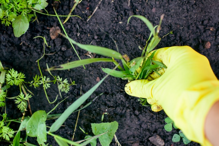 garder le jardin heureux