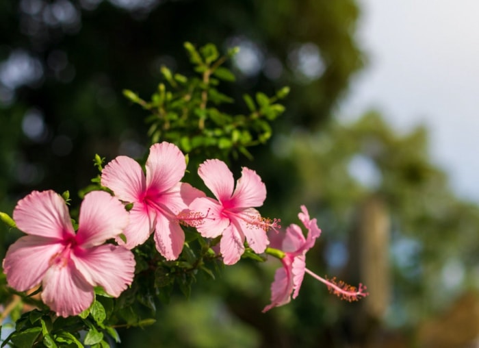 Les meilleures plantes en pot pour le plein soleil