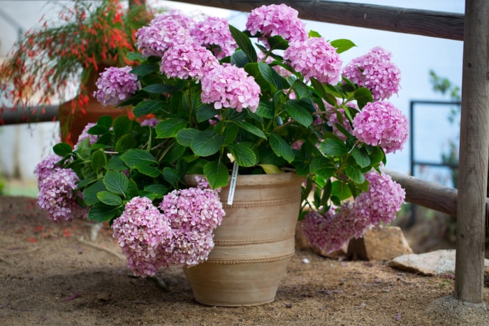 Hortensia rose en pot