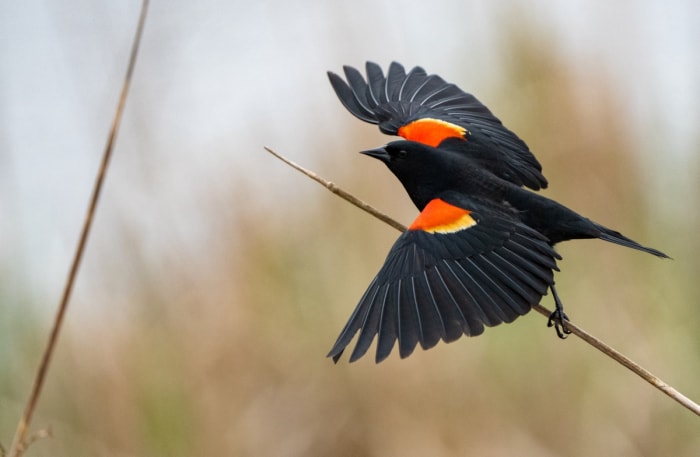 Oiseau déployant des ailes avec des badges rouges et jaunes