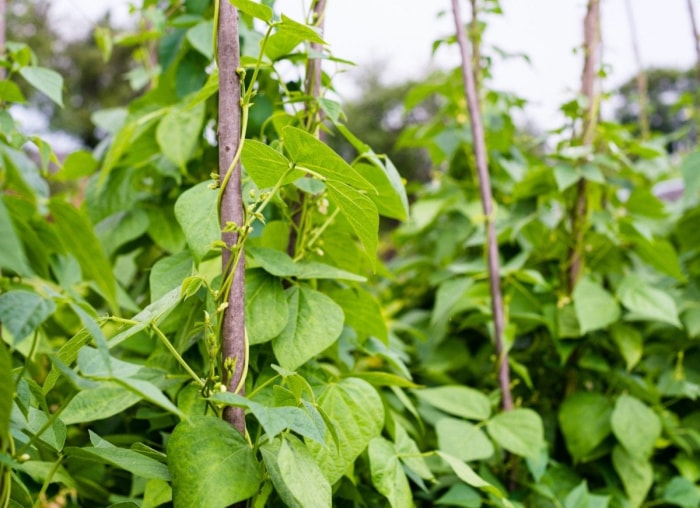 Les légumes, fruits et herbes à croissance rapide pour les jardiniers impatients