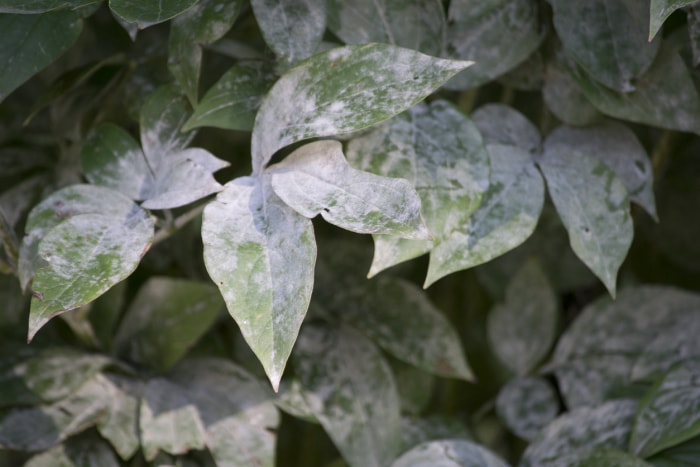 iStock-610045526 oïdium sur les plantes gros plan d'une feuille atteinte d'oïdium