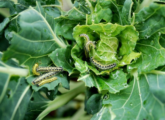 20 conseils pour éloigner toutes les bestioles de votre cour et de votre jardin