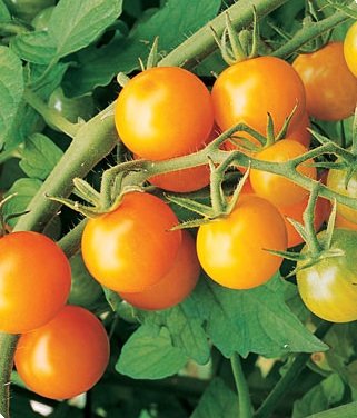 Tomate hybride Burpee Sun Gold