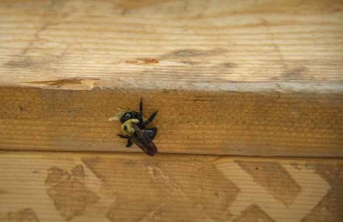 types d'abeilles - abeille charpentière