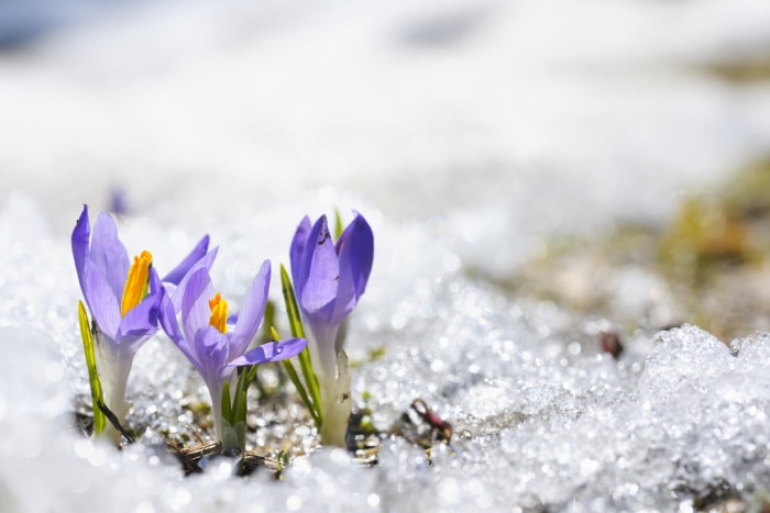 Petites fleurs de crocus mauves entourées de givre fleurissant au début du printemps