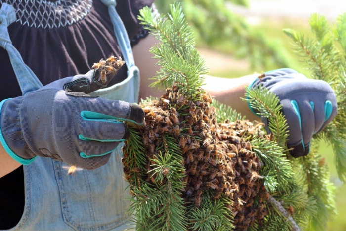 Combien coûte l'élimination des abeilles ?