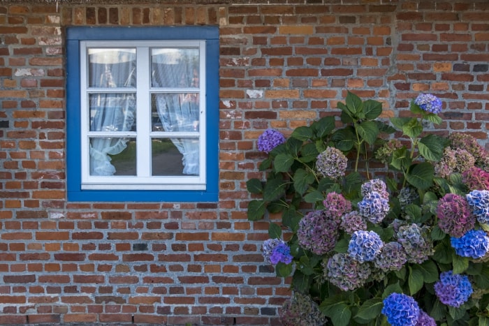 Un buisson d'hortensias coloré à l'extérieur d'une maison en briques.