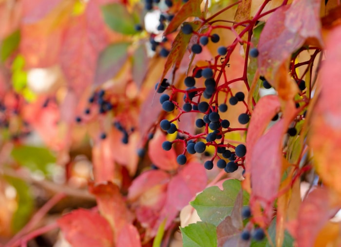 10 plantes de jardin qui nourriront les oiseaux de basse-cour en automne et en hiver