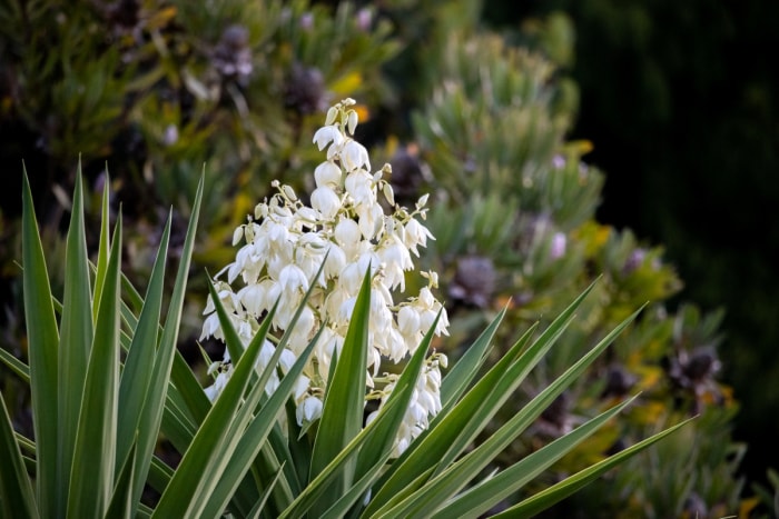 Fleur blanche en fleurs sur une plante aux feuilles en forme d'épée