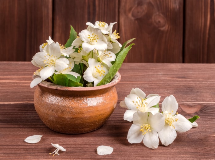 Fleurs de jasmin blanc sur la table.