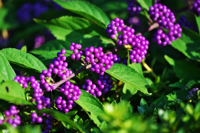 Plante à baies avec des feuilles vertes et des baies violettes.