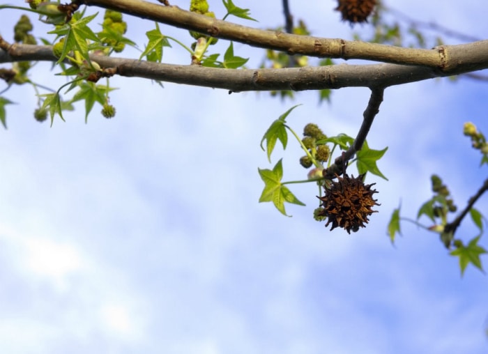 10 arbres qui causent des problèmes dans votre jardin