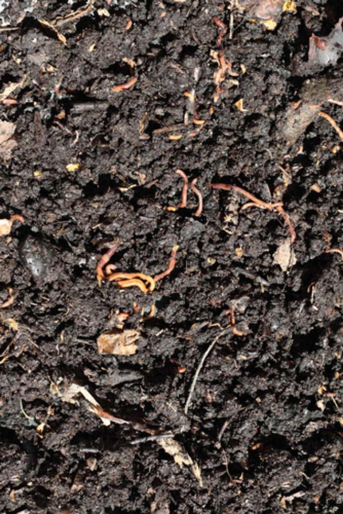 Lombriculture - Compost