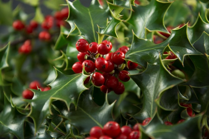 Plantes de Noël - buisson de houx, gros plan