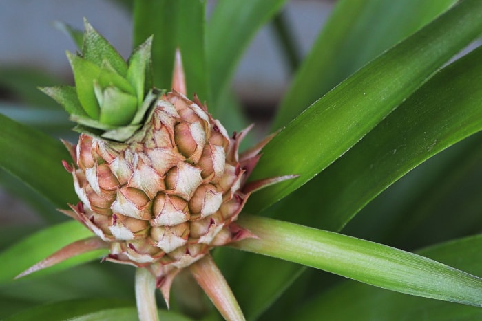 soins des plantes d'ananas