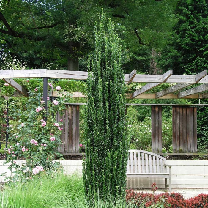 A sky pencil japanese holly bush in a home landscape.