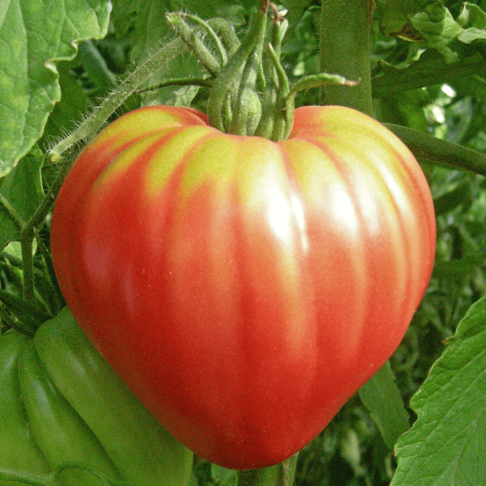 types de tomates - coeur de bœuf rose