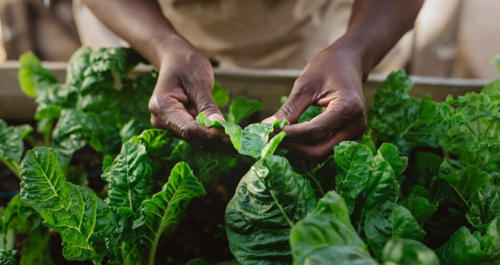 Les mains des jardiniers tiennent les feuilles des plantes extérieures dans leur jardin.