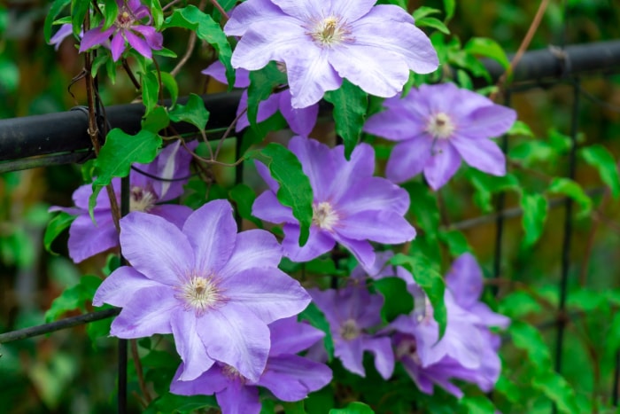 Fleurs de clématite violettes poussant sur des feuilles vertes brillantes.