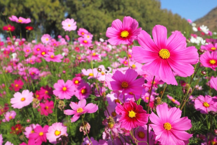 11 fleurs qui donneront à votre jardin une atmosphère de cottage anglais