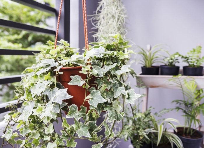 10 plantes d'intérieur nécessitant peu d'entretien pour garder l'air intérieur frais