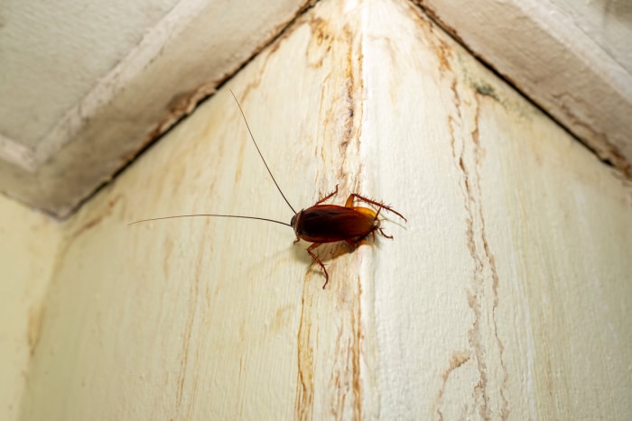 minuscules insectes noirs dans la salle de bain