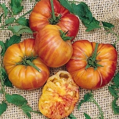 Prêtes à être cueillies : 10 tomates anciennes corsées et savoureuses