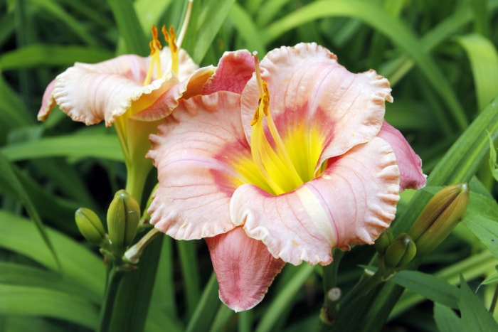 vue rapprochée de la fleur rose d'une hémérocalle