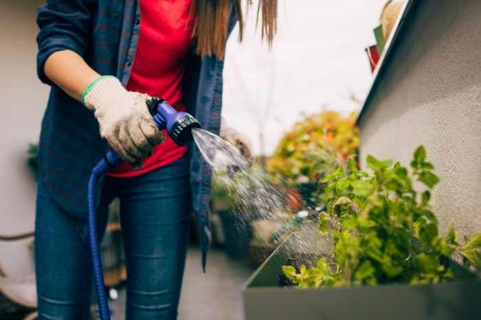 Femme arrose des plants de menthe avec un pulvérisateur.